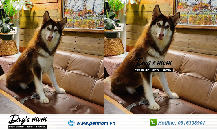 Chó Husky màu nào đẹp nhất?